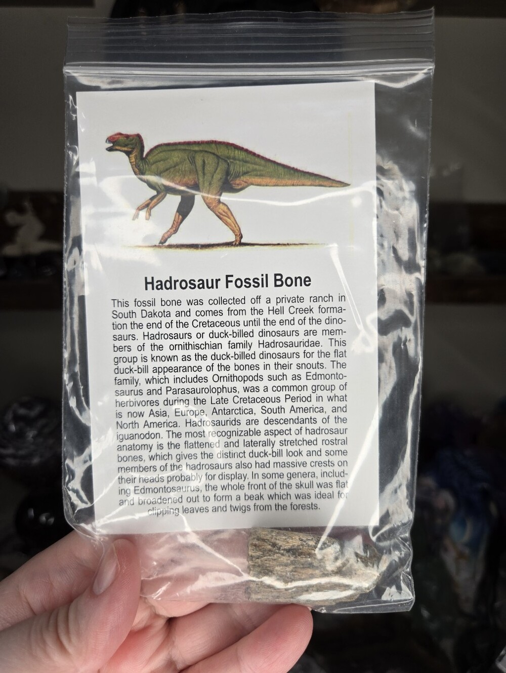 Hadrosaur Fossil Bone W/ Info Card